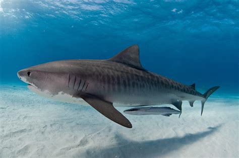 tiger shark